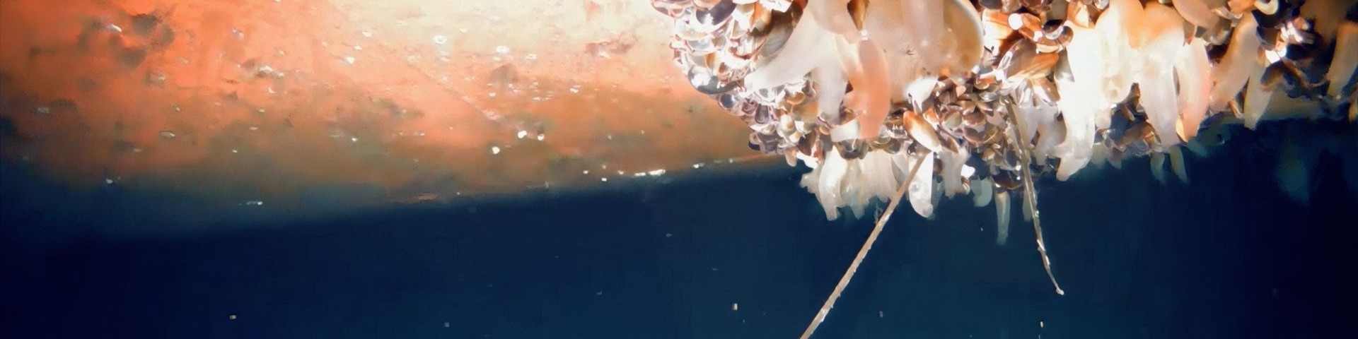 超音波防污技術研討會 1920x480