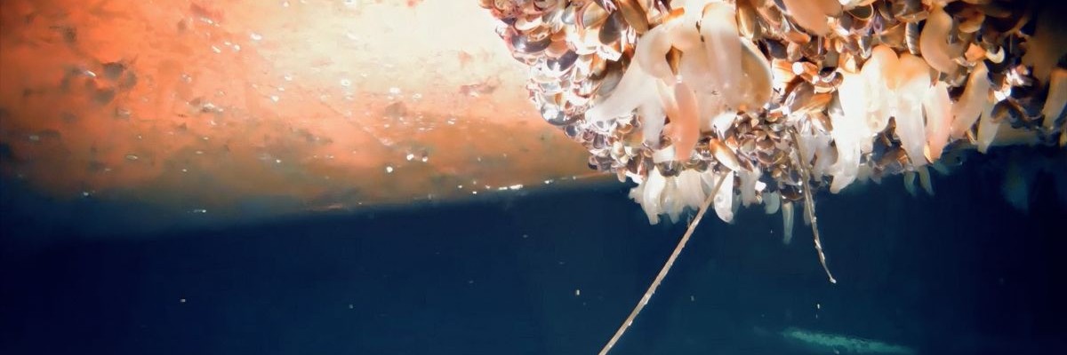 Alfa Laval 超音波防污技術研討會，高效永續防治海洋生物附著 banner