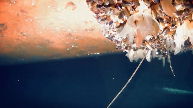 Alfa Laval 超音波防污技術研討會，高效永續防治海洋生物附著 preview