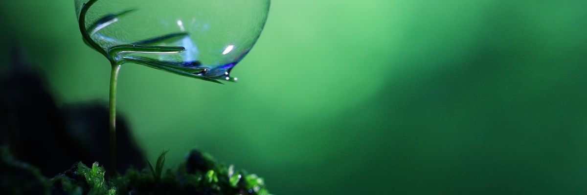 plant with bubble green 1200x400