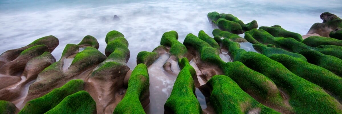TW green reef 1200x400