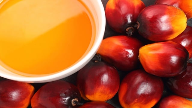 read and orange palm oil fruits around a with bowl with oil in
