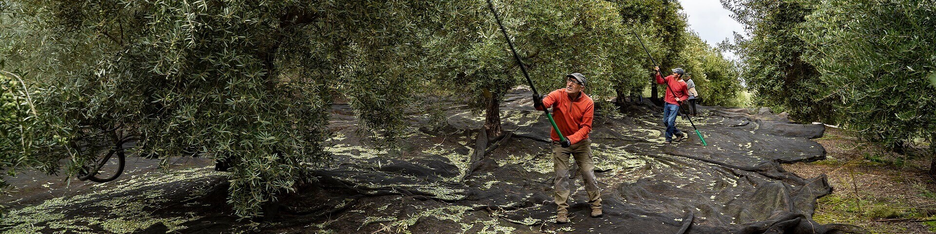 Small scale olive oil millers