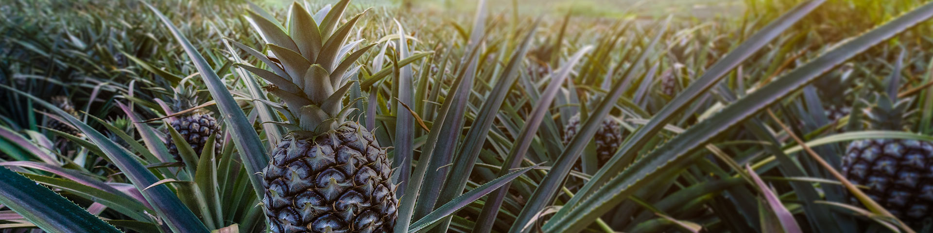 purepulp how it works