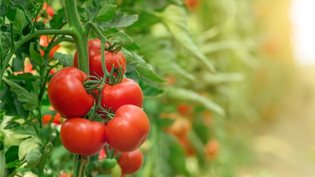 tomatoes_640x360.jpg